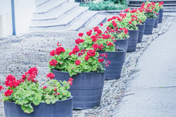 istock Red geraniums in flower pots outside 1325844659
