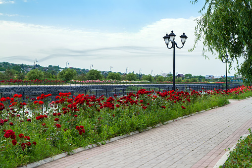 The city embankment is paved with paving slabs. There is a flower bed with blooming red roses along the embankment.