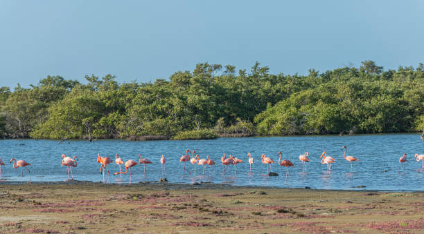istock Caribbean Flamingos in Bonaire. 1325849780
