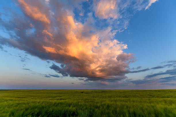 istock Wheat field landscape with path before the sunset time 1325849787