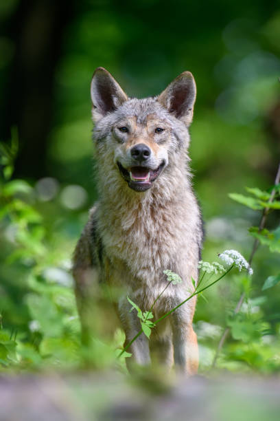 istock Wolf portrait in summer forest. Wildlife scene from nature 1325849845