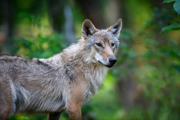 istock Wolf portrait in summer forest. Wildlife scene from nature 1325849869
