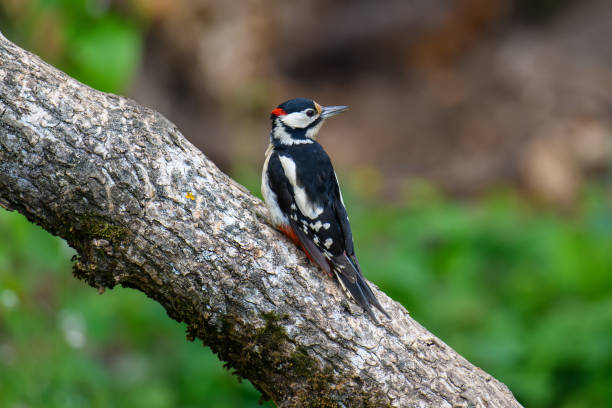 great spotted woodpecke na gałęzi. czarno-białe zwierzę w siedlisku leśnym - dendrocopos zdjęcia i obrazy z banku zdjęć