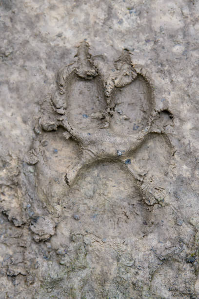 istock Wolf, canis lupus, paw footprints in mud 1325849917
