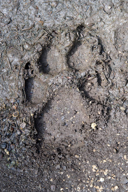 istock Wolf, canis lupus, paw footprints in mud 1325849920