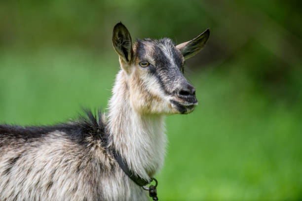 istock Close up young goat portrait on summer meadow 1325850012