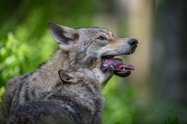 istock Wolf portrait in summer forest. Wildlife scene from nature 1325850176