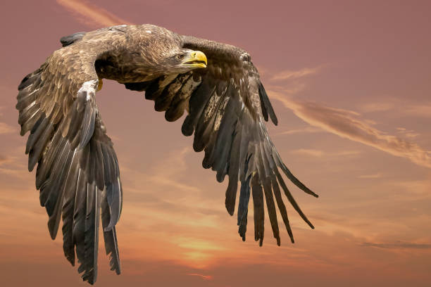 istock eagle flying in the blue sky. Imperial Eagle in flight. Shaving flying eagle on a background of blue sky. Eagle, hawk looking for prey. Flying birds of prey during a hunt 1325851426