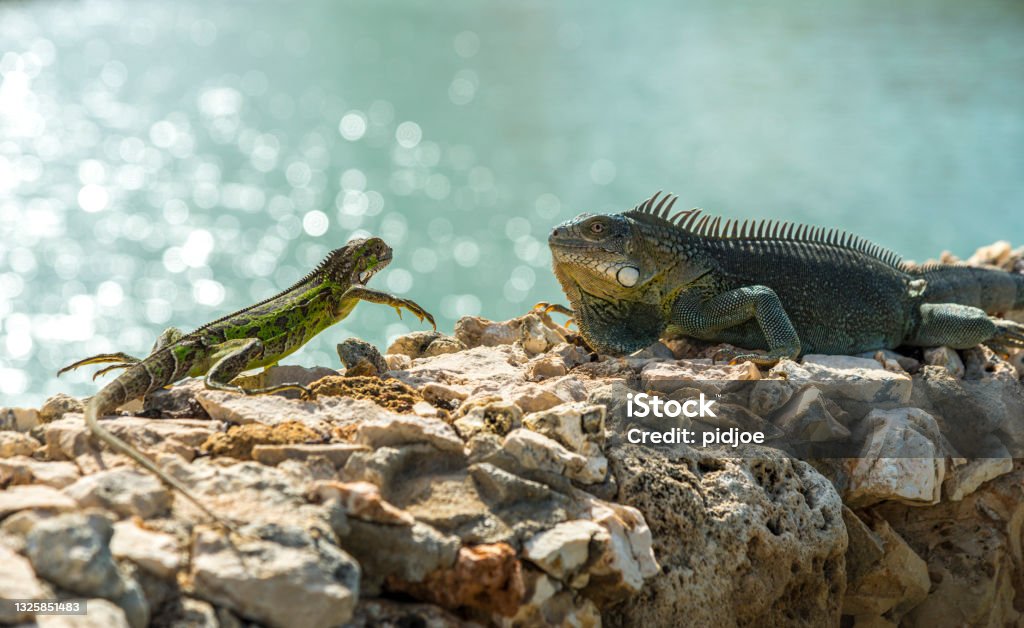 two Caribbean iguana up close in Bonaire Amphibian Stock Photo