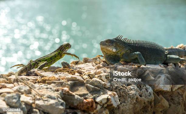Two Caribbean Iguana Up Close In Bonaire Stock Photo - Download Image Now - Amphibian, Lizard, Two Animals