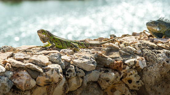 two Caribbean iguana up close in Bonaire