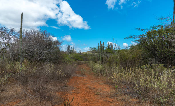 istock High angle view on desert road, Bonaire. 1325851506