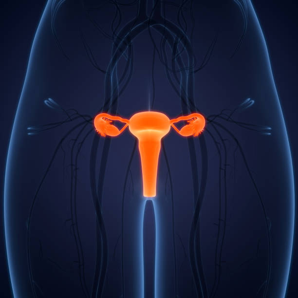 istock Female Reproductive System with Nervous System and Urinary Bladder Anatomy 1325851770