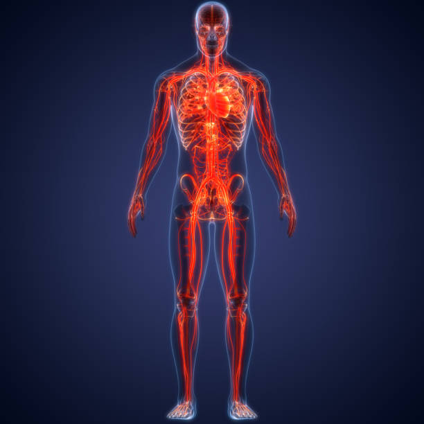 istock Human Circulatory System Heart Anatomy 1325851790