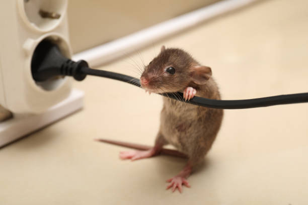 istock Small brown rat with electric wire near socket on floor 1325852652