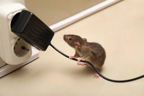 istock Small brown rat with electric wire near socket on floor 1325852697