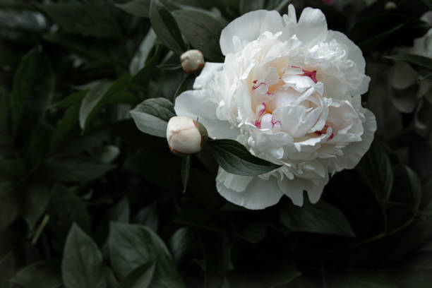 istock Close-up of a peony blooming on a bush. 1325852843