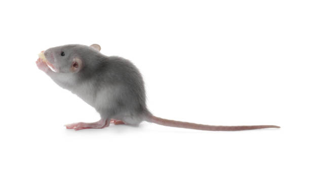 istock Small fluffy grey rat eating cheese on white background 1325852861
