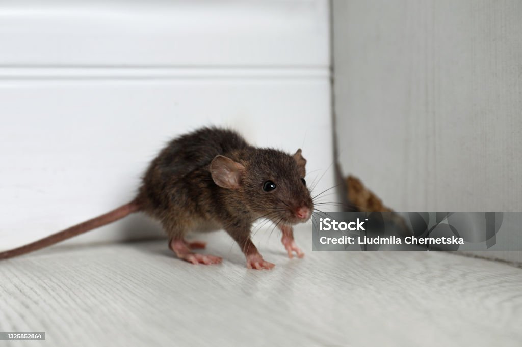 Grey rat near wooden wall on floor. Pest control Mouse - Animal Stock Photo