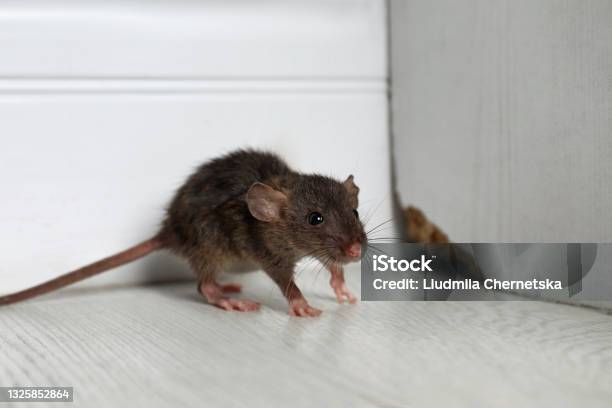 Grey Rat Near Wooden Wall On Floor Pest Control Stock Photo - Download Image Now - Mouse - Animal, Rat, Rodent