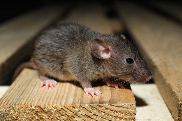 istock Grey rat on wooden planks, closeup. Pest control 1325852926