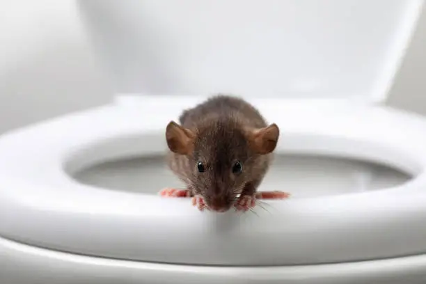 Photo of Rat on toilet bowl in bathroom. Pest control