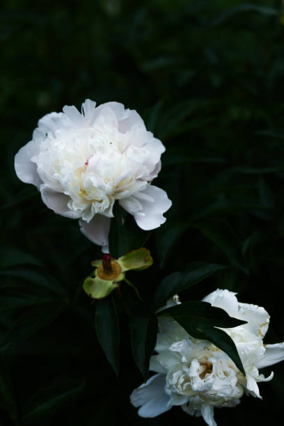 istock white flowers on a dark background, summer gloomy vegetable background with soft camera focus 1325853792