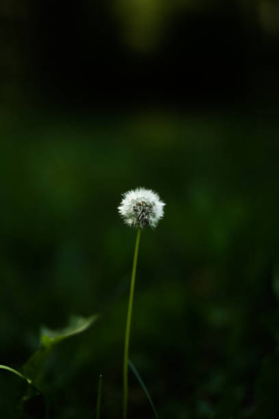 istock white flowers on a dark background, summer gloomy vegetable background with soft camera focus 1325853797