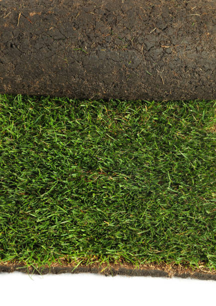 istock Rolled sod with grass on white background, closeup 1325853815