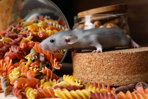 瓶の近くで食べ物を探している小さな灰色のネズミ - rodent ストックフォトと画像