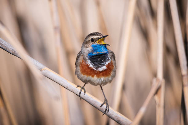 Bluethroat bird sitting on the reed Little bluethroat (Luscinia svecica) male songbird in dry reeds on nature background nightingale stock pictures, royalty-free photos & images