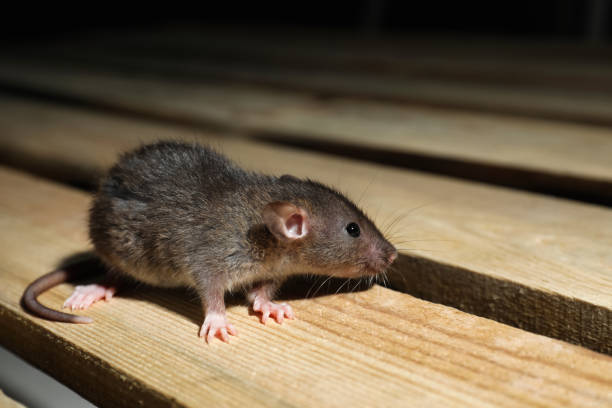 istock Grey rat on wooden planks. Pest control 1325854176
