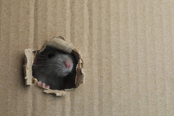  Wood Mouse (Apodemus sylvaticus)