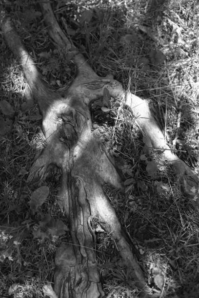 istock black and white roots of an old and ancient tree 1325854314