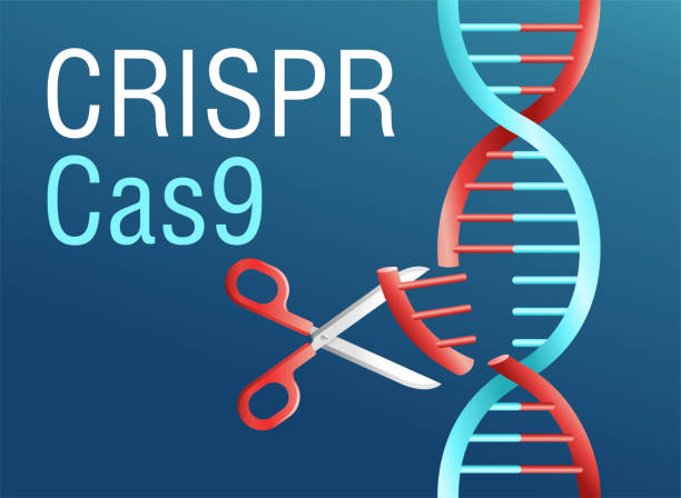 Crispr cas9 - research of genetic engineering Crispr cas9 illustration. Gene mutation research in genetic engineering. DNA modification vector concept crispr stock illustrations