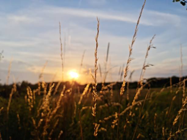 istock Sunset in a park with field 1325855695