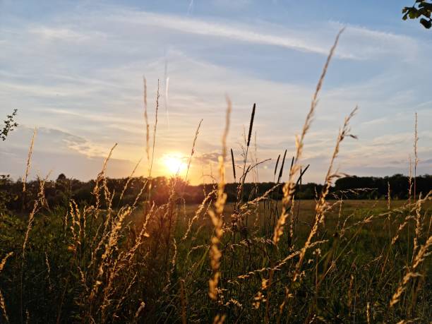 istock Sunset in a park with field 1325855743