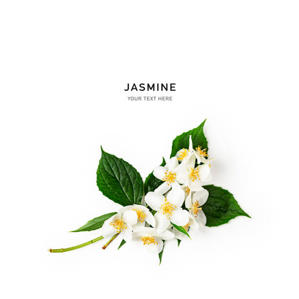 Jasmine flowers bouquet with stem and leaves Jasmine flower bouquet with stem and leaves. White flowers in summer garden creative composition isolated on white background. Flat lay, top view. Design element jasmine photos stock pictures, royalty-free photos & images