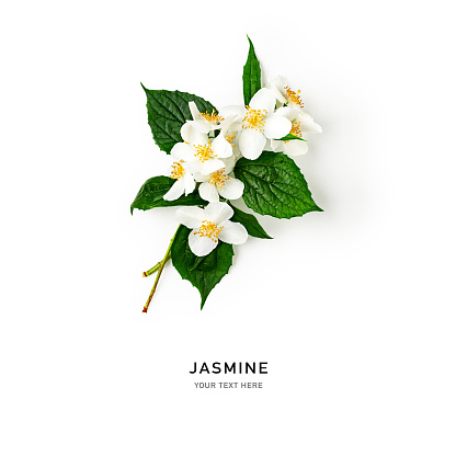 Jasmine flower with stem and leaves. White flowers in summer garden creative composition isolated on white background. Flat lay, top view. Design element