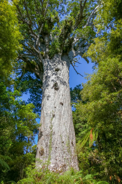 Tane Mahuta in New Zealand Giant kauri tree named Tane Mahuta or God of the Forest in the Waipoua Forest in New Zealand waipoua forest stock pictures, royalty-free photos & images