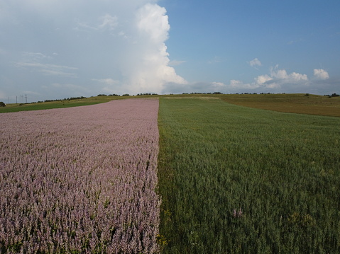 Aerial view. Field of Clary sage - Salvia Sclarea in bloom, cultivated to extract the essential oil and honey. Field with blossom sage plants during golden sunset, relaxing nature view