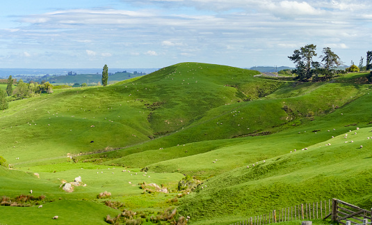 Idyllic rural scenery at the Waikato region at the North Island of New Zealand