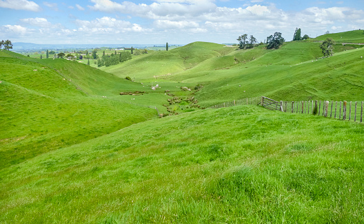 Idyllic rural scenery at the Waikato region at the North Island of New Zealand