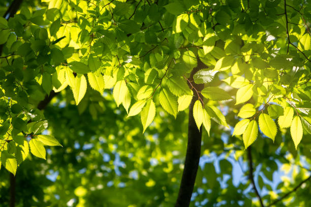 feuilles vertes de cerisier en fleurs qui donnent de la fraîcheur le matin du printemps. - cherry tree morning sunlight sunny photos et images de collection