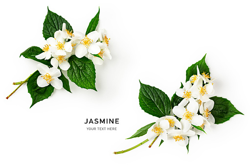 Jasmine flower with stem and leaves creative frame. White flowers in summer garden composition isolated on white background. Flat lay, top view. Design element and border