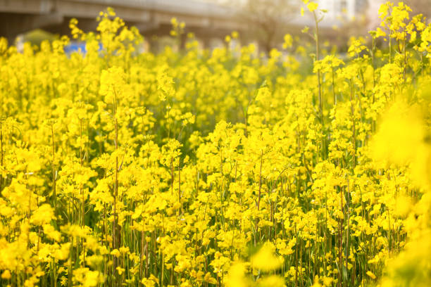 istock Beautiful yellow rape flower that bloom fresh in spring. 1325859231