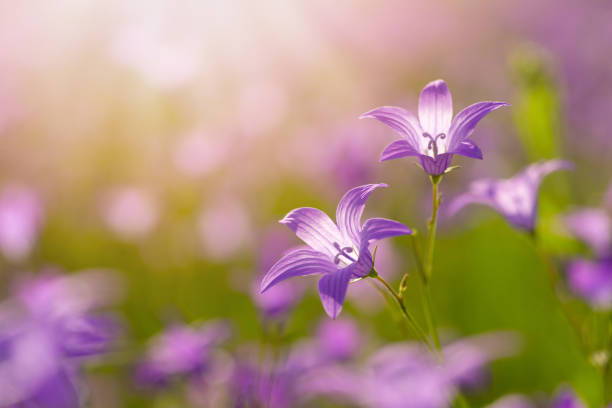 istock Flowers background with purple campanula flowers. 1325859547