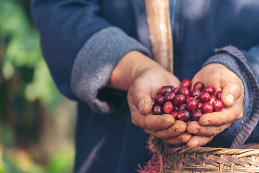 woman Hands harvest coffee bean ripe Red berries plant fresh seed coffee tree growth in green eco organic farm. Close up hands harvest red ripe coffee seed robusta arabica berry harvesting coffee farm