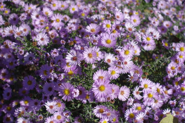 istock Fully opened light pink flowers of Michaelmas daisies in mid October 1325860469