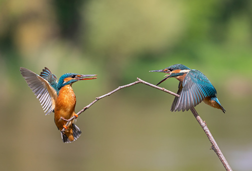 Young common kingfisher (Alcedo atthis) is begging for food, while the adult female bird is balancing on a twig.